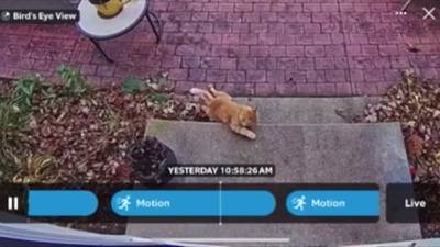 Video: Pet cat shot in Crystal Lake