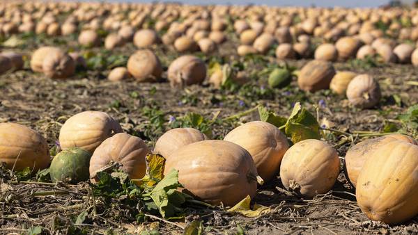 Illinois pumpkin harvest underway; heat weakens crop in some areas