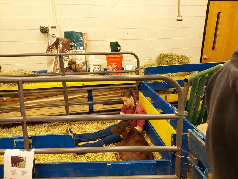 Adelaide Mahan sits with a cow Tuesday, March 26, 2024, at the Streator High School FFA's animal fair.