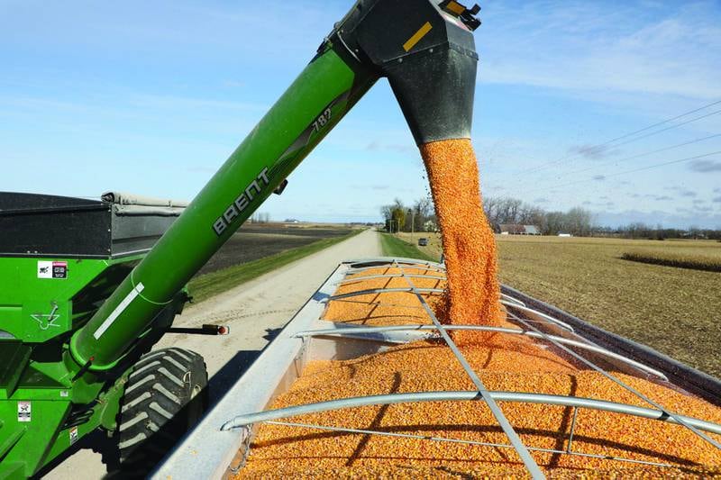 After an unpredictable growing season, harvest found NK corn offering farmers much-needed stability.