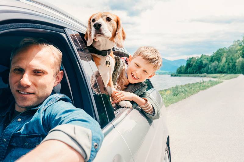 Cedar Lane Kennels - Travel tips to keep your pets safe on the road this summer