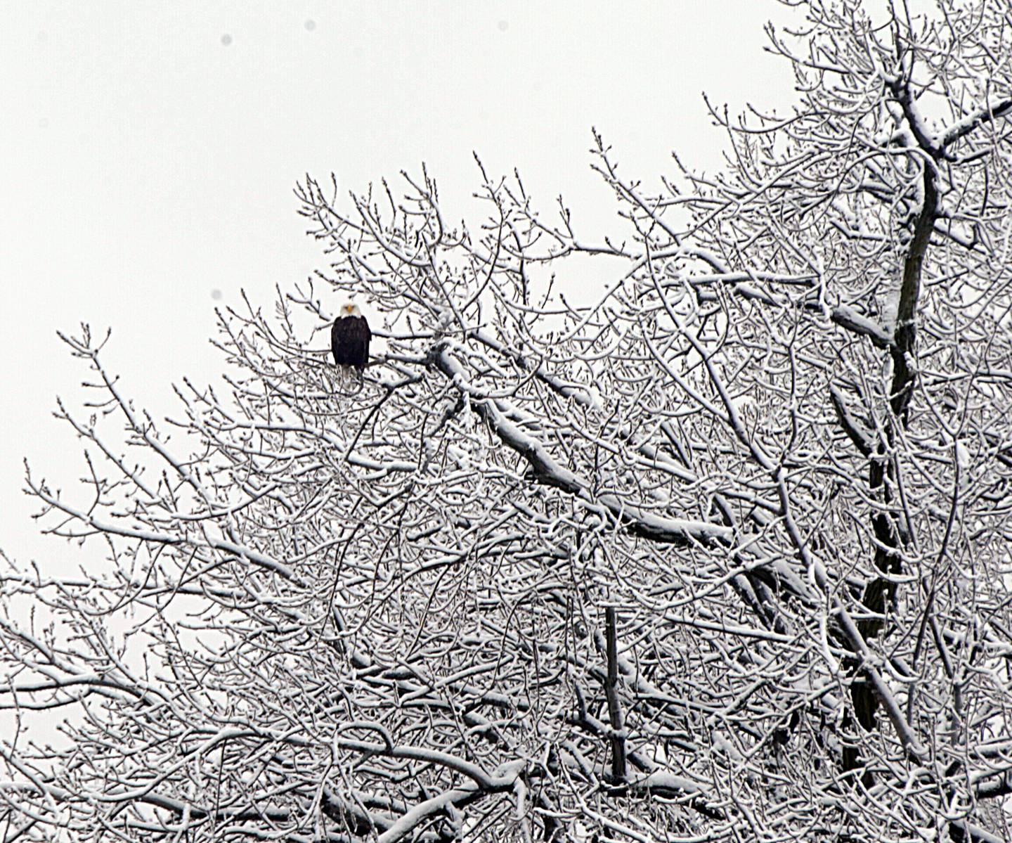 A Bald Eagle rests in the snowy trees on Plum Island at Starved Rock State Park on Monday January 4th.