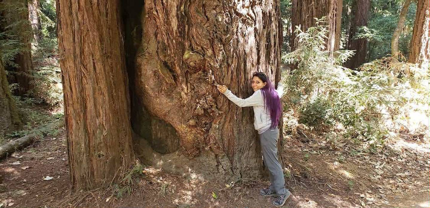 Owner Vandana Planis of Chipko Market in St. Charles demonstrates the "tree hugging" inspiration for her market, dating back to environmental activism by indigenous women in 1970s India.
