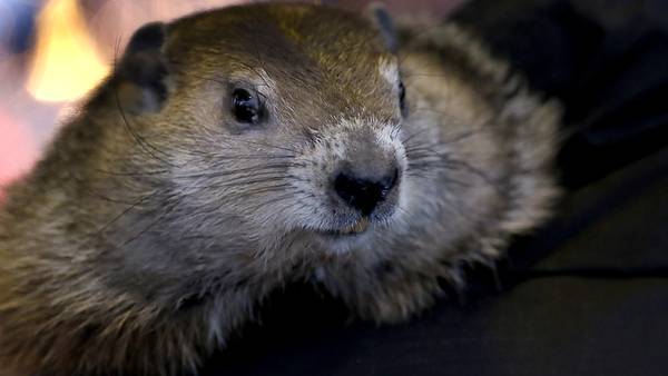 Historic Highlights: Groundhogs are cute to some, nusiance to others