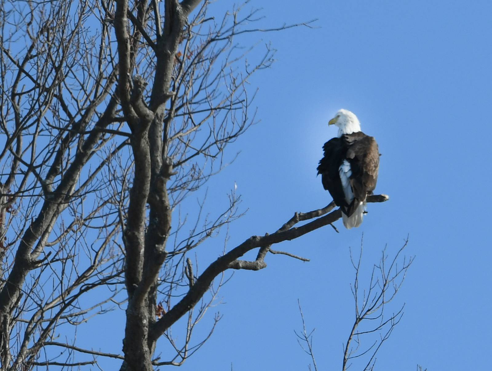 Starved Rock Saplings Storytime to feature bald eagles program Shaw Local