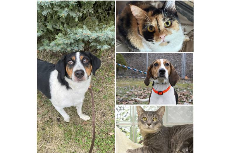 The Herald-News presents this week’s Pets of the Week. Read the description of each pet to find out about it, including where it can be adopted in Will County.