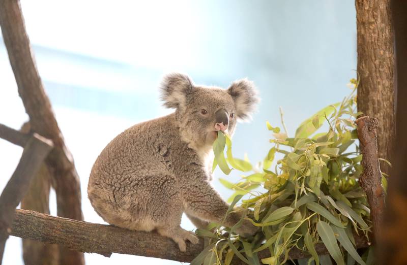 Brumby, one of two male koalas now at home at the Brookfield Zoo’s Hamill Family Play Zoo, chomps on eucalyptus leaves during his first public appearance on Tuesday, June 18, 2024.The koalas were born at the San Diego Zoo and brought to Brookfield Zoo June 10. Brumby, along with Willum, are the first koalas to take residence at the Brookfield Zoo in its 90-year history.