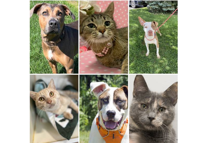 The Herald-News presents this week’s Pets of the Week. Read the description of each pet to find out about that pet, including where he or she can be adopted.