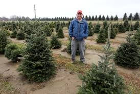 Tariffs on artificial Christmas trees dampen holiday cheer, but fresh tree sellers could benefit