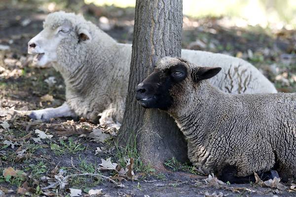 Grundy County Land Use mulls over whether to allow sheep grazing under solar panels