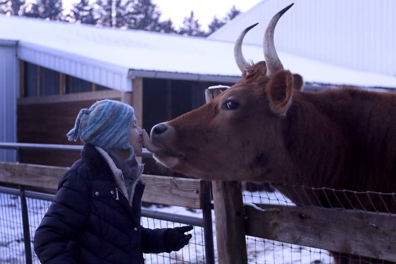 Laurie Kay, of the Stardust Animal Sanctuary, receives a kiss from Leo, as she prepares to bring the cattle inside the barn on Thursday, Jan. 11, 2024, as she and Leslie SanFilippo, work on prepping for the cold weather, by moving animals inside or piling hay and hanging blankets to keep out the cold from the animals pens.