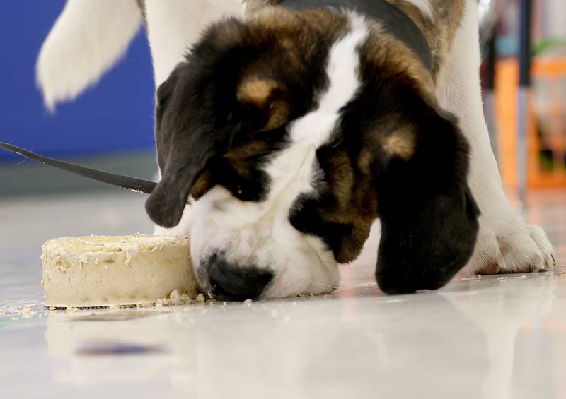 Peru Police K-9 Haven licks a dog cake on her 2nd birthday on Wednesday, Feb. 25, 2026 at Students Obtaining Achievement and Responsibility (SOAR) school in Peru. The special dog cake was made out of peanut butter, milk bones and sausage.