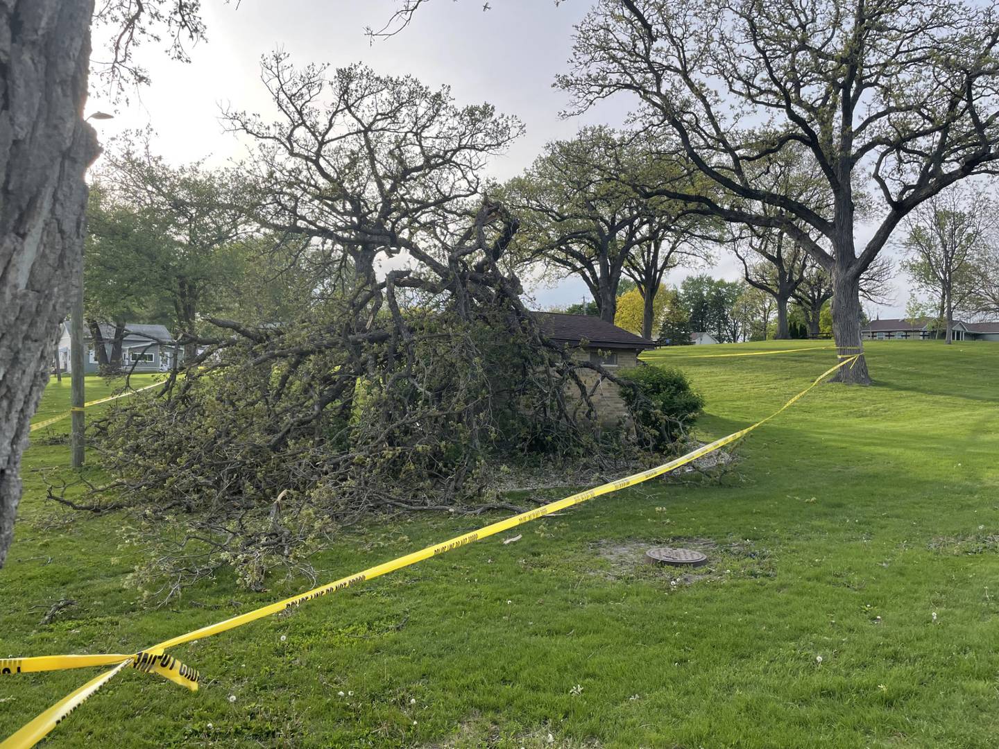 No one was hurt when a tree abruptly fell around 5:15 p.m. Sunday, April 26, 2026, at Centennial Park. Nevertheless, the area was cordoned off with police tape while electrical workers tend to a fallen line and city workers assess the damage to the outhouse.
