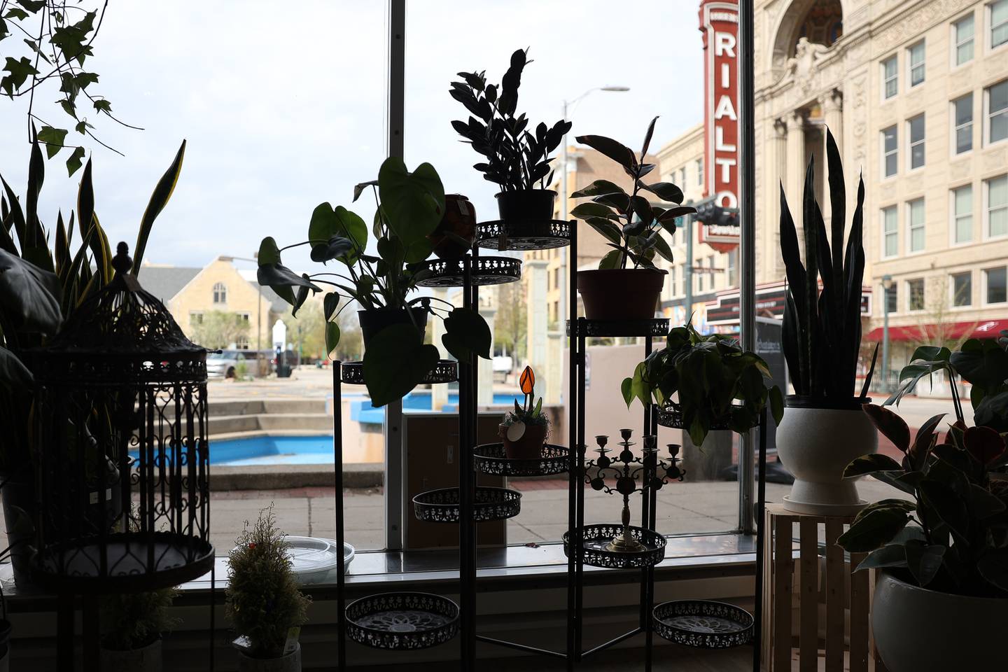 Internode Greenery and Home recently open in Downtown Joliet, providing interior design consulting, house plants and greenery focused home decor.