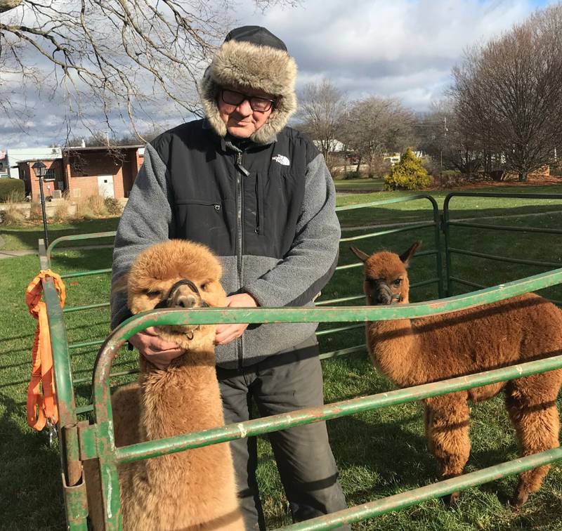 A couple of residents of Tiskilwa Farms Alpacas will be greeting visitors on St. Mary’s church lawn during Walk Tiskilwa on December 10 from 10:00 a.m. to 1:00 p.m.  Sometimes they need a little extra encouragement to pose from their owner Bob Sash.