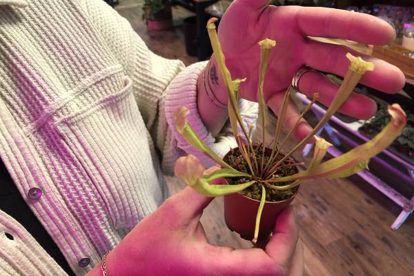 DeKalb library to hold sustainability swap Sept. 4