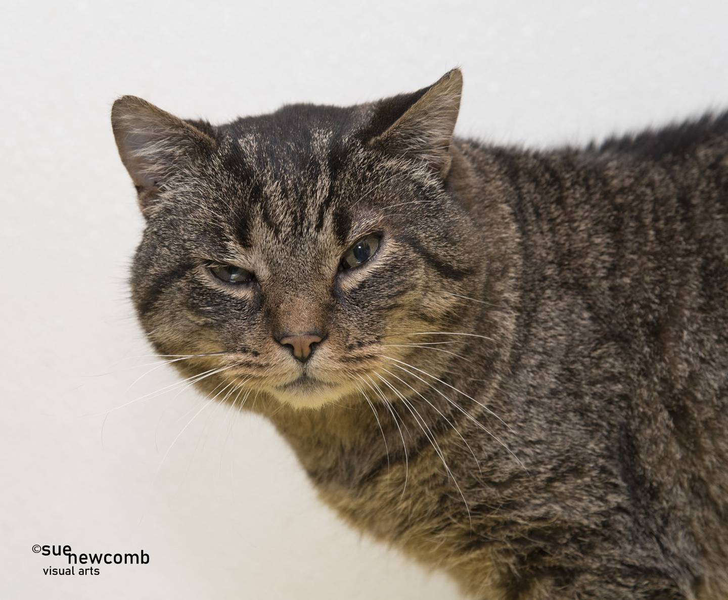 Bronx is a domestic shorthair tabby who came to the shelter as a stray. He likes to be petted but will let you know when he’s had enough attention. Bronx is positive for FIV (feline immunodeficiency virus), so he needs family to keep him relaxed and happy. Contact the Will County Humane Society at willcountyhumane.com and follow the instructions for the adoption process.