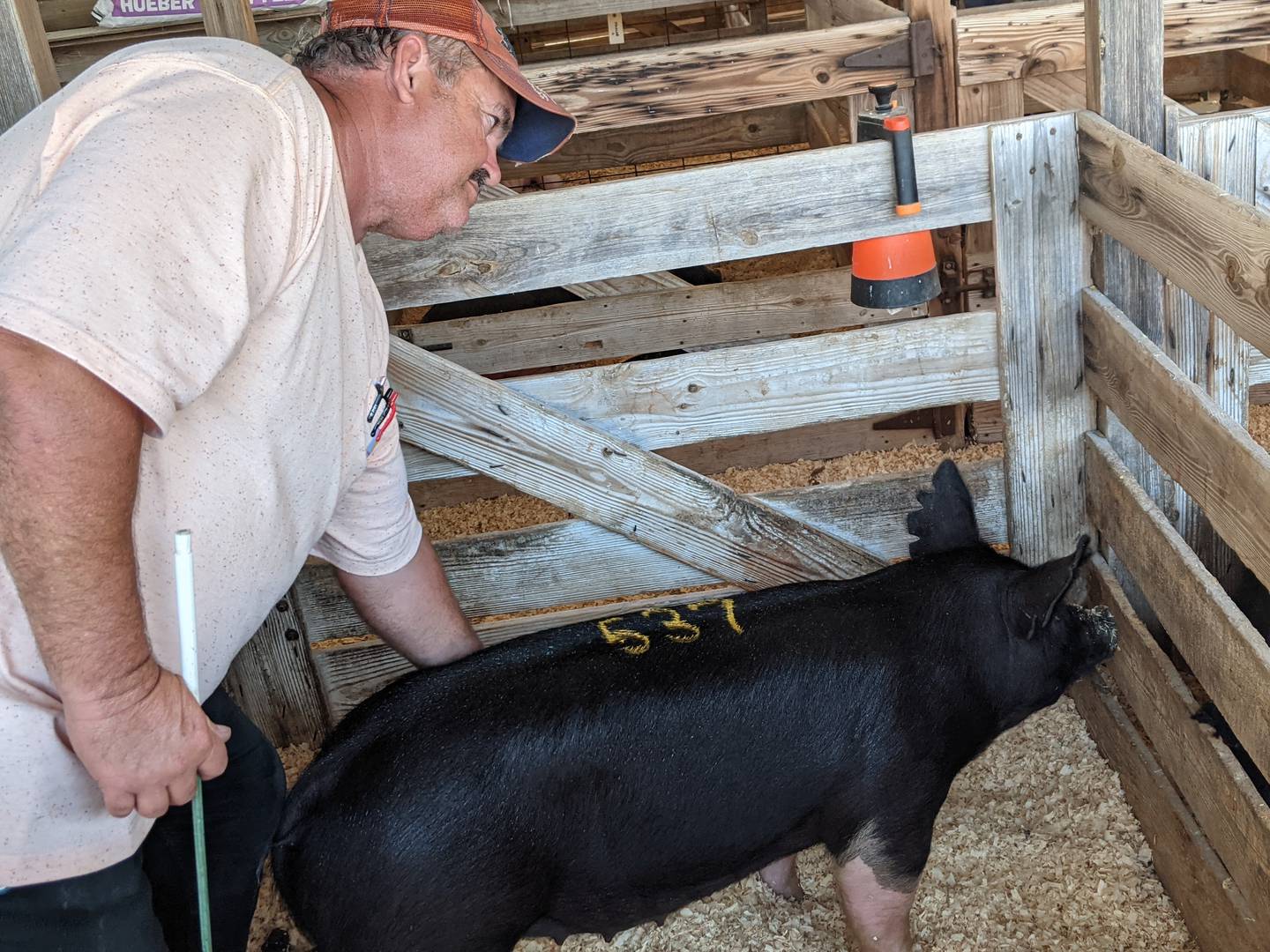 Joe Suddeth on Wednesday was getting his pigs ready to show at the fair. Raising pigs is a family affair.