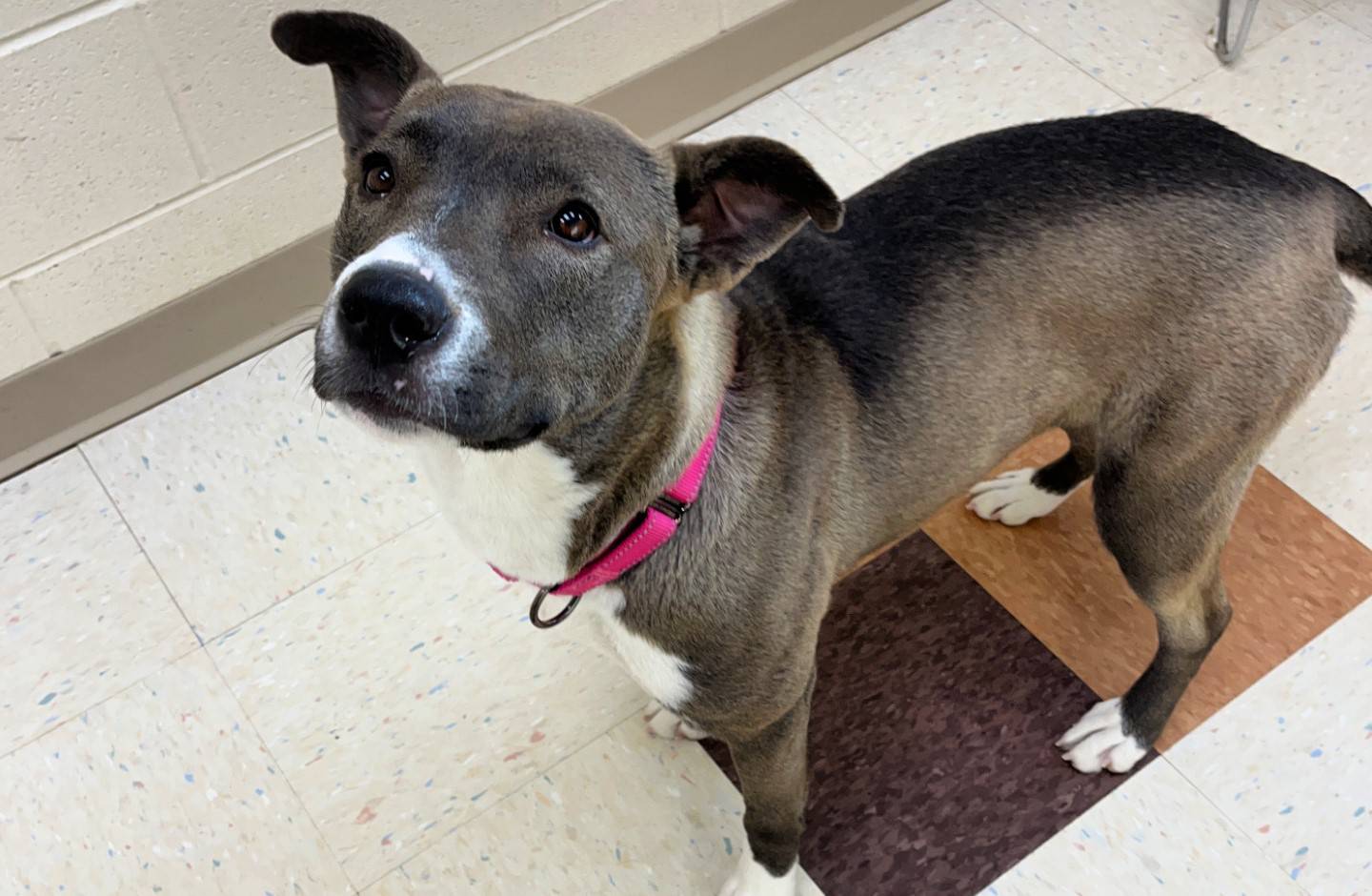 Denali is a 1-year-old Pittie mix. Denali arrived as a stray and is sweet and affectionate. She loves people. To meet Denali, call Joliet Township Animal Control at 815-725-0333.