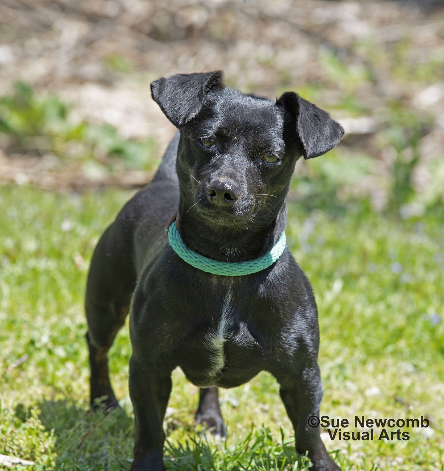 Ziggy is a small, happy dachshund/Chihuahua mix. She walks well on a leash, enjoys people and loves running around with her squeaky toys. Contact the Will County Humane Society at willcountyhumane.com and follow the instructions for the adoption process.