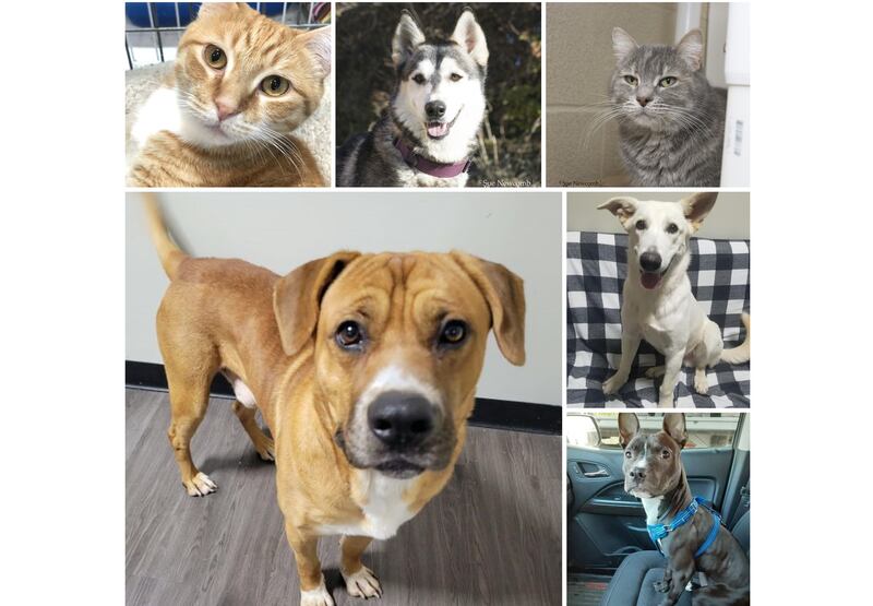 The Herald-News presents this week’s Pets of the Week. Read the description of each pet to find out about that pet, including where he or she can be adopted.