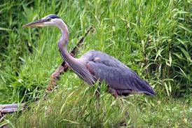 Saturday birdwatching at Lake Renwick in Plainfield: See herons, egrets, and more 