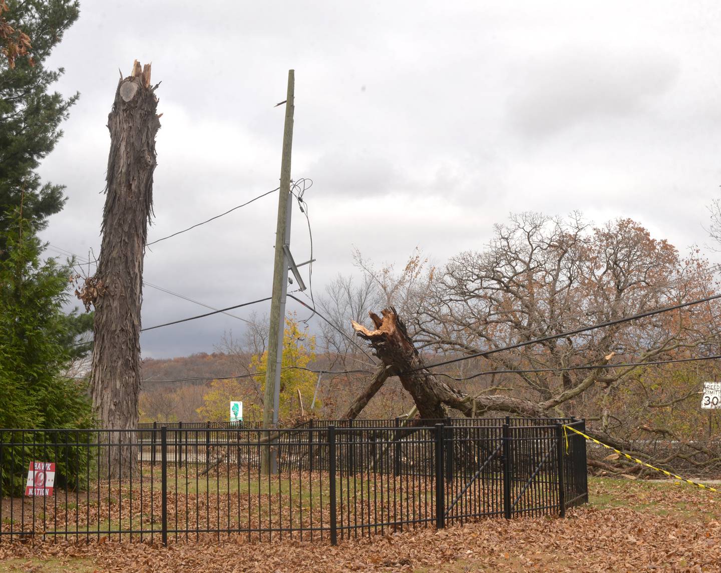 A large tree fell across Illinois Route 2, north of Oregon, on Thursday, Oct. 31, 2024 forcing the closure of the state highway from Fair Street in Oregon north to Margaret Fuller Drive. Crews were waiting at 1:30 p.m. for a crane to arrive to remove the tree. Electricity was knocked out for some residents north of Oregon.