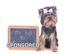 May is Chip Your Pet Month: A Simple Step That Can Protect Your Pet