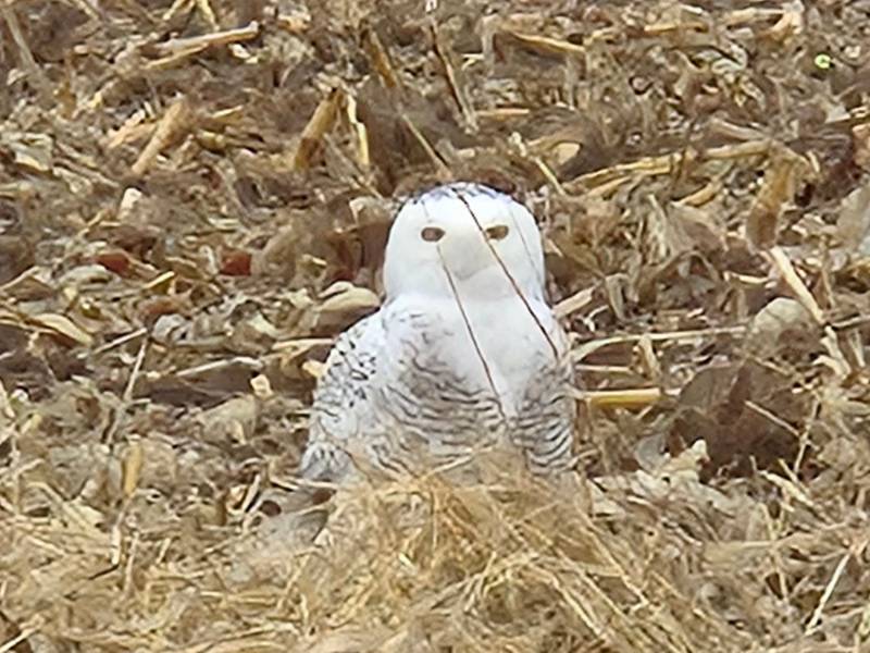 Catherine McAllister took this photo on Thanksgiving day, Nov. 28, 2024. "Maybe the first sighting," McAllister wrote. "I was a passenger in the car and first saw
him, I didn't even know if he was real. I had never seen a snowy owl before. We turned around and he was still there. I took the picture from the car not wanting to disturb him. I'm so sad he got hit by a car and killed."