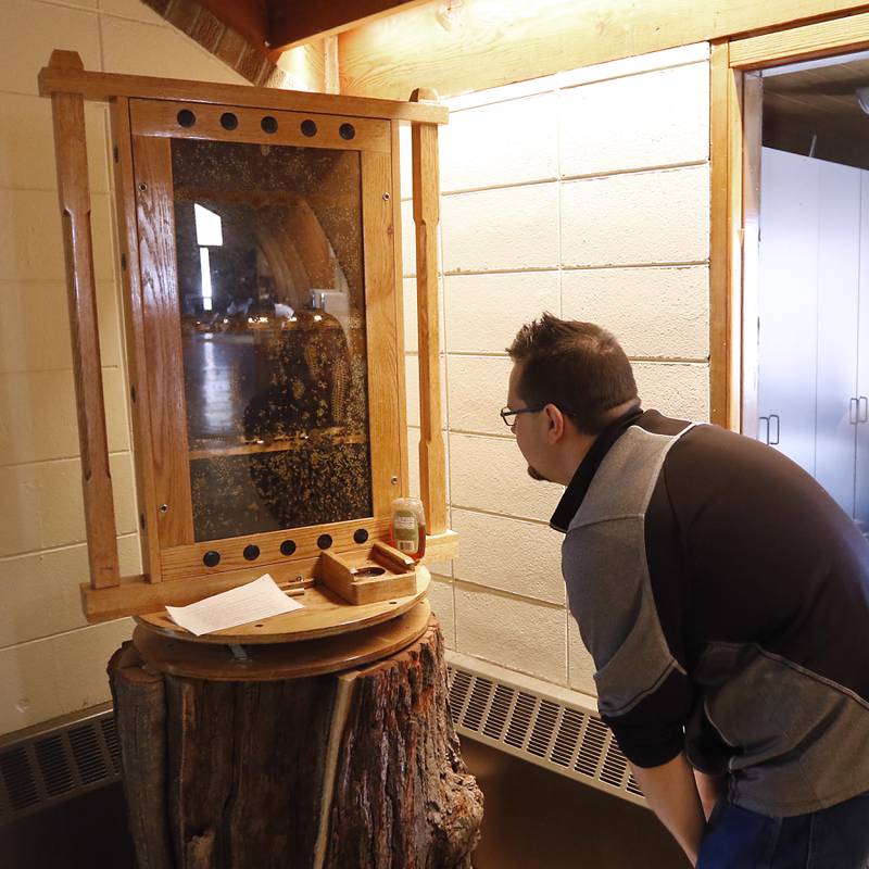 William Sutphin, the Crystal Lake Nature Center recreation supervisor, looks for the queen bee in the center's bee hive Friday, Feb. 3, 2023. Interest in beekeeping has grown in McHenry County with classes being taught at McHenry County College about how to care for colonies and queen bees.