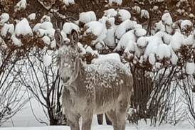 Donkey on the loose in Woodstock hit by train, owner says