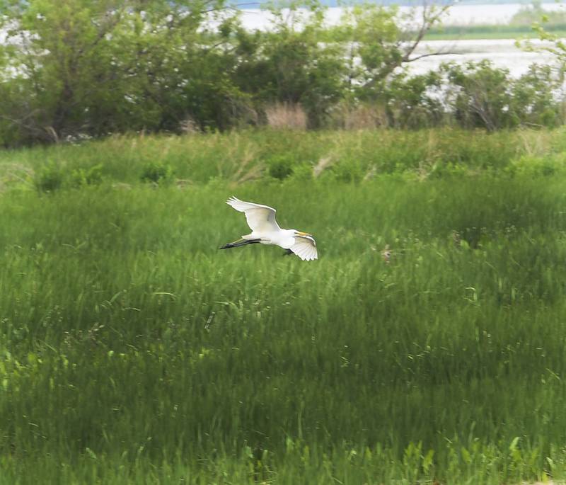 An egret flies over the backwaters of the Mississippi River near Lock & Dam 13.