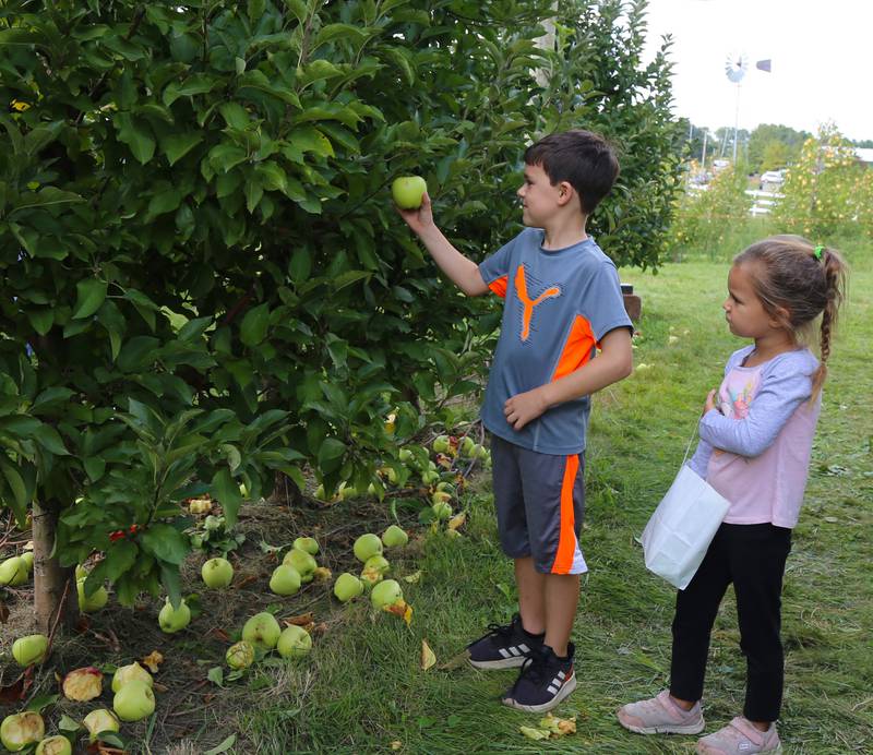 Camden and Harper Crites of Batavia pick apples at Kuiper’s Apple Orchard in Maple Park on Saturday, Sept. 24, 2022.