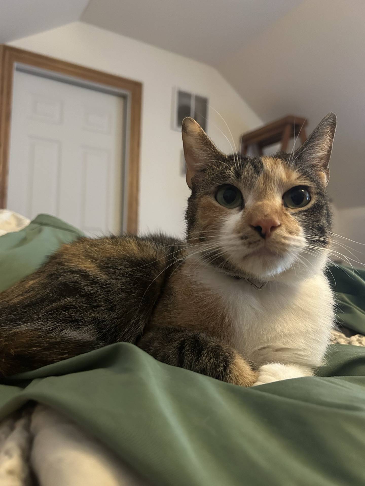 Prancer is an 18-year-old tabico that is friendly and independent. She likes to do her own thing but will also curl up for cuddles. She likes head pets and will purr to show her contentment. She likes to explore and play with string toys. She is fearful of other cats and should be the only cat in a home. To meet Prancer, email Catadoptions@nawsus.org. Visit nawsus.org.