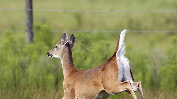 Lee, Ogle, Carroll counties to host IDNR chronic wasting disease meetings 