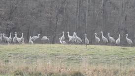 Learn about Sandhill cranes as part of Geneva lecture series