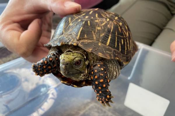 Celebrate Willy the Woodchuck, sip mocktails and learn about turtles at Will County forest preserves