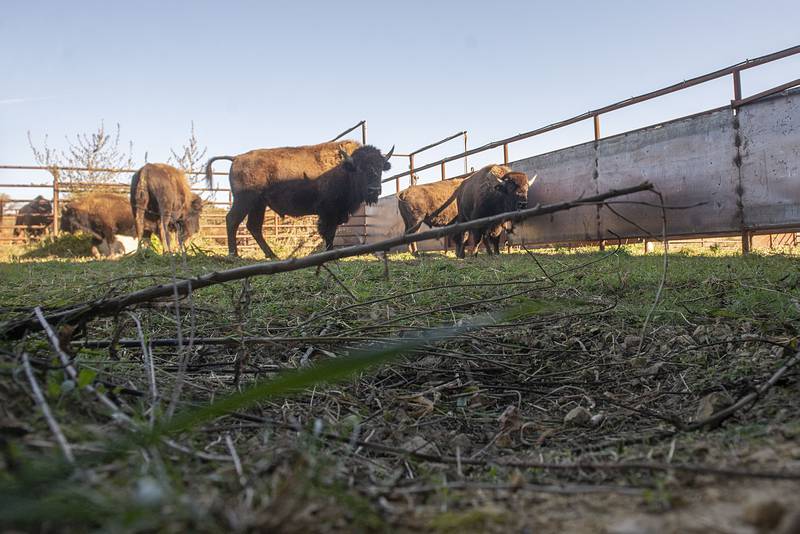 Bison wait in a pen where they will be sent to different tribal lands as part of an agreement with The Nature Conservancy and the Intertribal Buffalo Council.