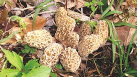 Outdoors: Late-season morel mushroom hunting just might surprise you