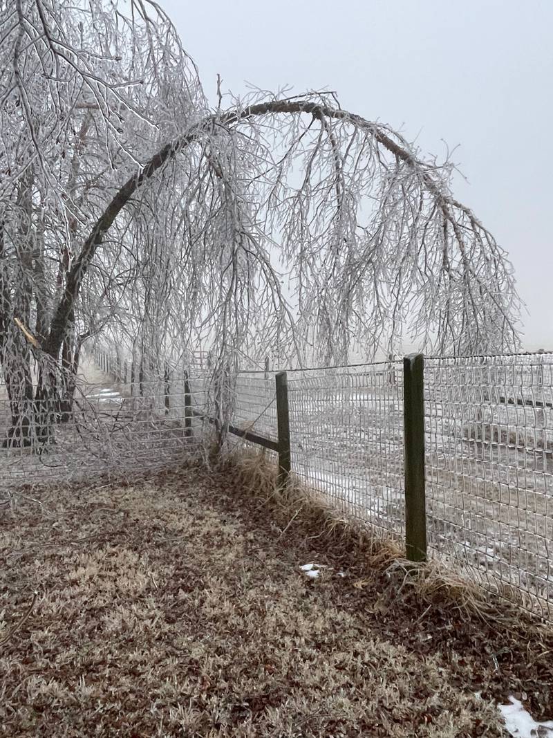 A tree weighed down by ice is photographed Thursday, Feb. 23, 2023, by Northwest Herald reader Susan Kimbrough in Harvard.