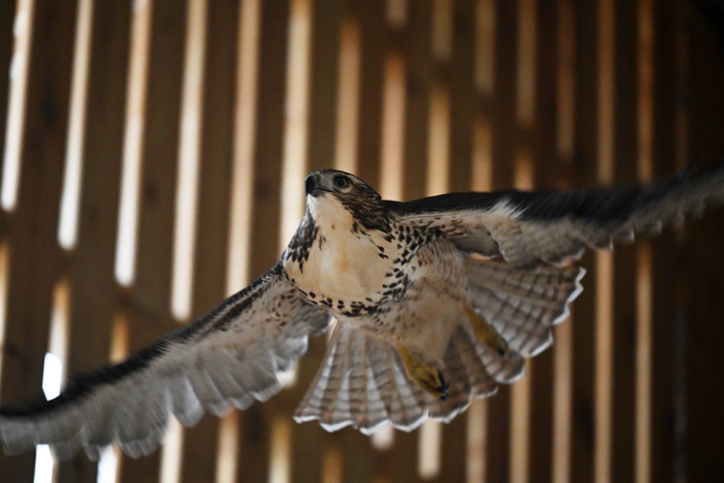 A young hawk flies in an enclosure it shares with other raptors at the new DuPage Wildlife Conservation Center, formerly known as the Willowbrook Wildlife Center in Glen Ellyn. A new clinic and visitor center will treat thousands of injured, sick and orphaned animals a year.