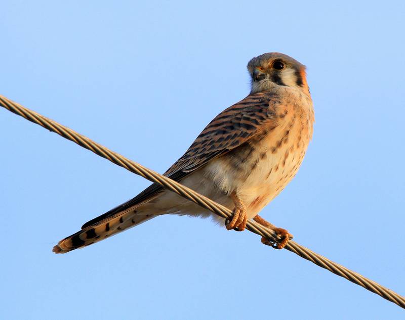 American kestrels are small falcons that favor grasslands and other areas with low vegetation. These colorful birds, sometimes mistaken for mourning doves, survey their hunting grounds from prominent posts like utility poles and lines.
