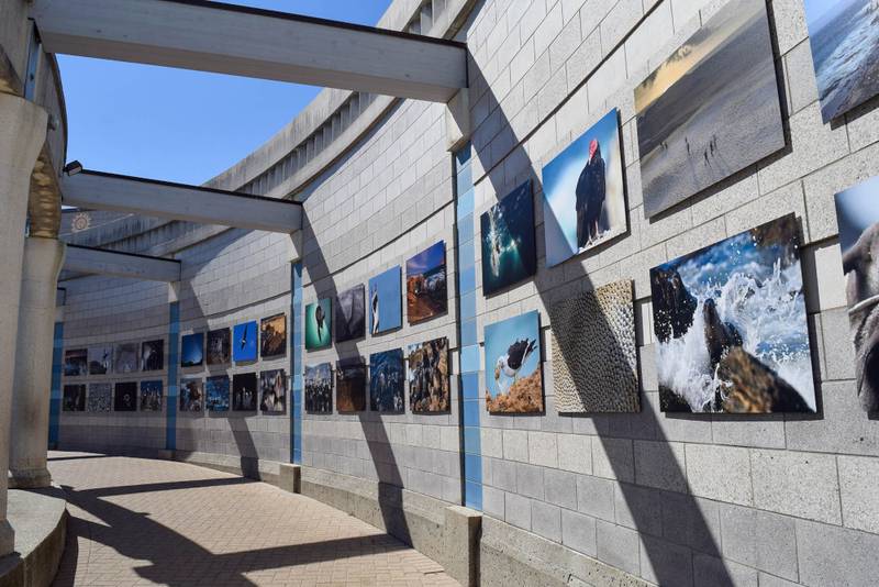 A photo gallery of 32 stunning images that highlight the remarkable landscapes and wildlife at the Punta San Juan Marine Protected Area in Peru, South America, can be seen on the exterior wall of Brookfield Zoo’s Living Coast habitat.