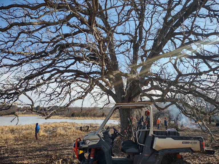Staff and volunteers with the Land Conservancy of McHenry County "rescue" two oaks in Harvard Saturday morning, Dec. 31, 2022, as part of their annual New Year's Eve Oak Rescue in an attempt to preserve the native tree species around the county.