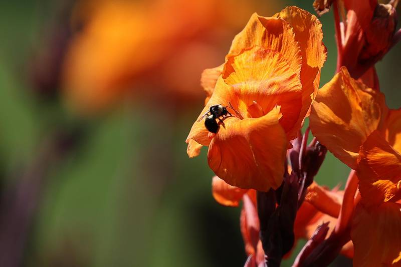 A bee collects pollen at Bird Haven Greenhouse on Thursday, Sept. 12, 2024 in Joliet.