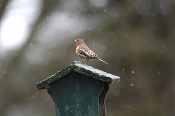 Down the Garden Path: Birdwatching in Illinois winters