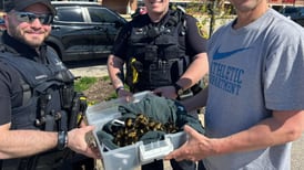 Lucky ducks: Algonquin officers rescue ducklings from sewer drain 