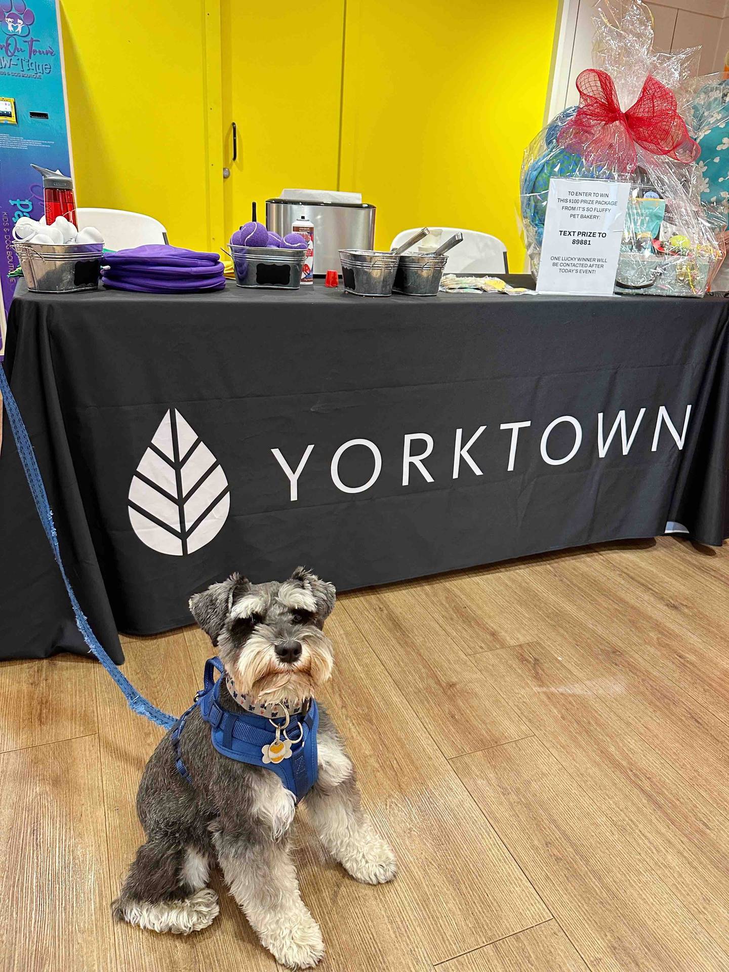 Yorktown Center in Lombard is hosting its first annual Dog Days of Summer series with several dog-friendly events.
