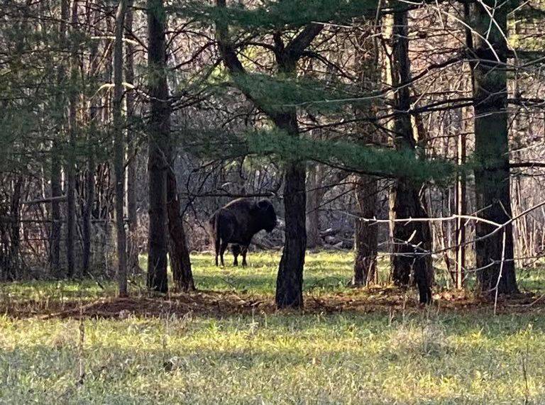 Tyson the Bison escaped from a farm in September and has been spotted grazing in western Lake and eastern McHenry counties in the three months since. Here she is last week near Cary.