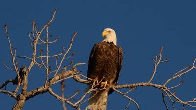 5 Things to Do in Will County: ‘Dive-In Movie’ in Romeoville, Eagle Watch and more this weekend